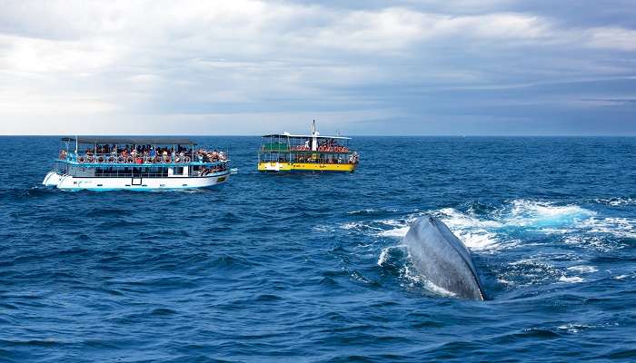 Experience the majestic view of Whales