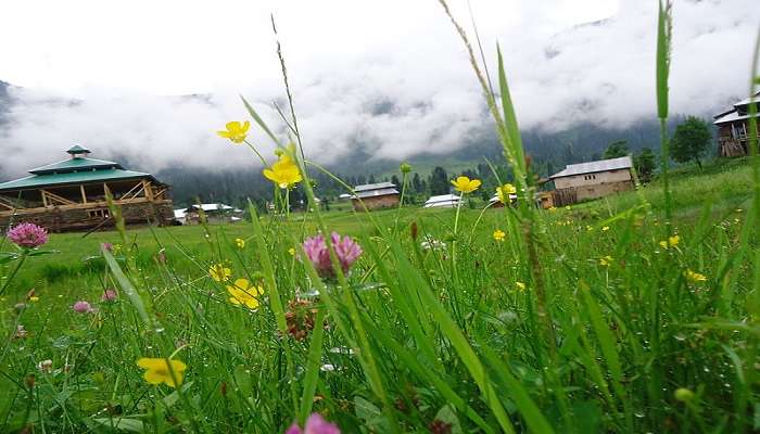 Valley of Flowers in Kashmir during the summer months