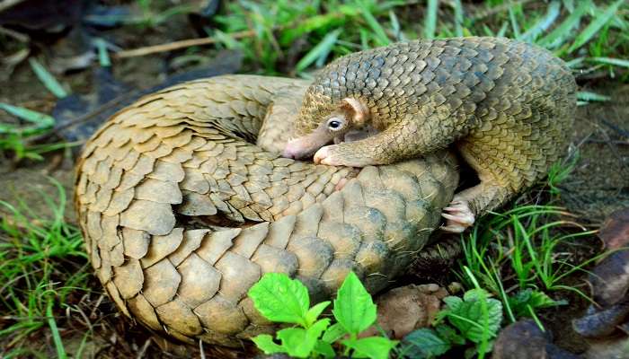 Sunda Pangolin spotted at the arboretum