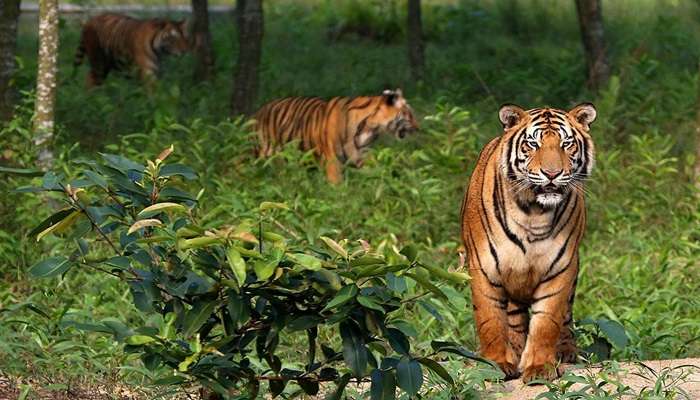 Experience the wilderness at Sundarbans National Park, one of the famous offbeat places in Kolkata