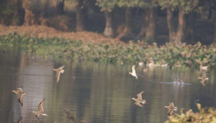 Spot various bird species at Surajpur Bird Sanctuary, which is one of the must-visit picnic spots in Noida. 