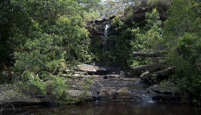 Take a stroll around the forest in Royal National Park