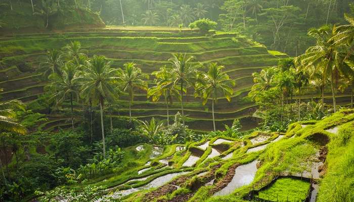 Take a walk through the Tegallalang Rice Terraces in Bali
