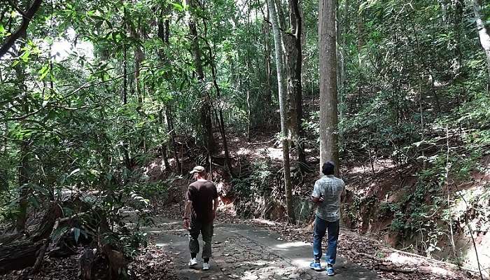 Lush greenery in Udawatta Kele Sanctuary Kandy, Sri Lanka