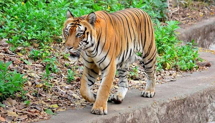 A tiger walking in Thiruvananthapuram Zoo