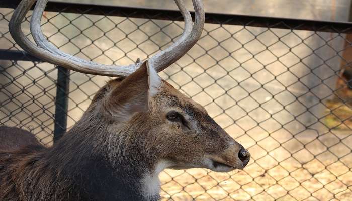 Elk wild animal at Thrissur Zoo near Vadakkunnathan Temple