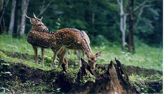 The wildlife sanctuaries in South India provide an insight into the deep flora and fauna of the region
