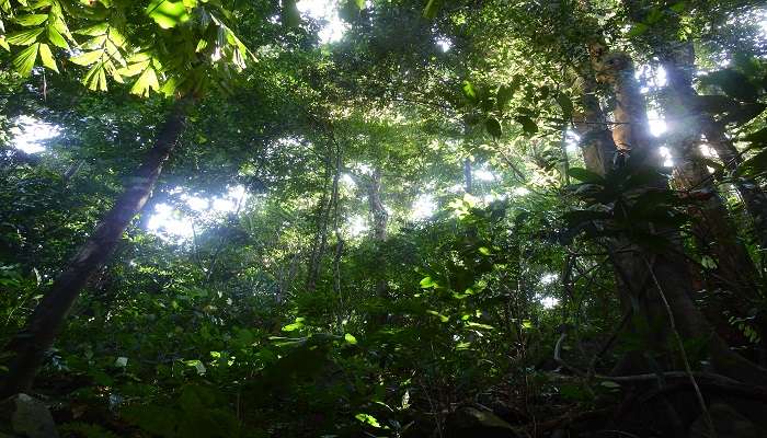  Lush green forest in Andaman