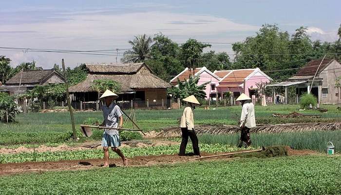 Tra Que vegetable village, a popular destination among places to visit in Hoi An