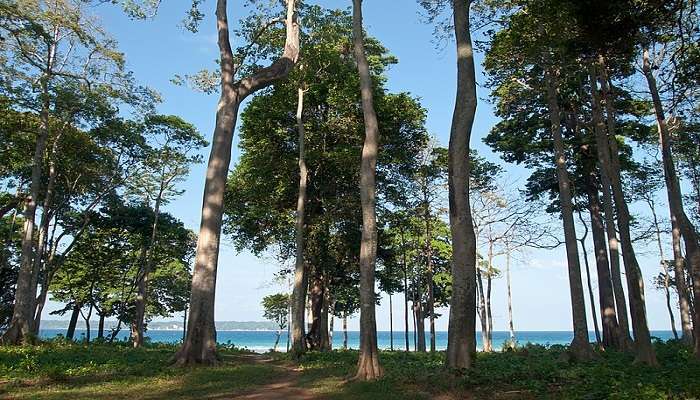 The stunning Neil Island and its lush green trees near Twin Island Andaman 