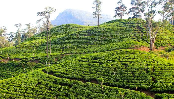 The tea plantations in Ella, Sri Lanka