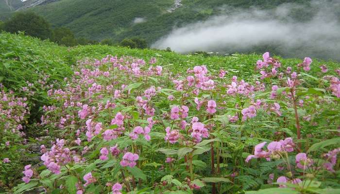 An incredible view of the Valley of Flowers in Uttarakhand, India