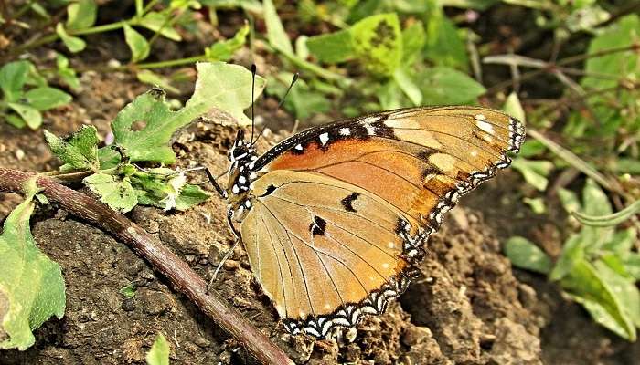 Pemandangan Kupu-kupu Terong Danaid di Taman Nasional Vansda, Gujarat.