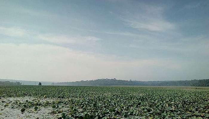 Vellayani Lake covered with Lotus