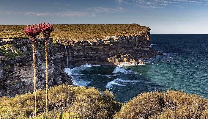Find the cliffs in Royal National Park Attractions