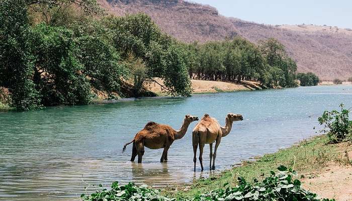 Wadi Darbat, is a must-visit place on your Dubai to Salalah road trip, in the Dhofar region of Oman.