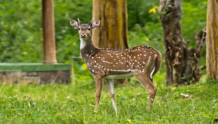 An inside look at the Wayanad Wildlife Sanctuary