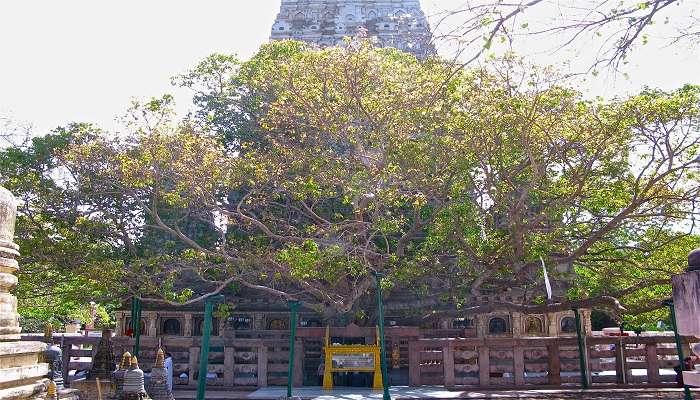 Wel Bodiya is a Bodhi tree shrine where people come to worship