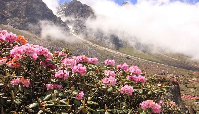 Yumthang Valley, the enchanting valley of flowers in India, is among the renowned offbeat places in Sikkim.