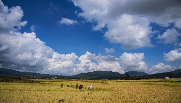Situated in Arunachal Pradesh, Ziro is a UNESCO World Heritage Site for the Apatani cultural landscape