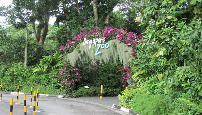 Zoo de Singapour, C’est l’une des meilleurs attractions touristiques de Singapour