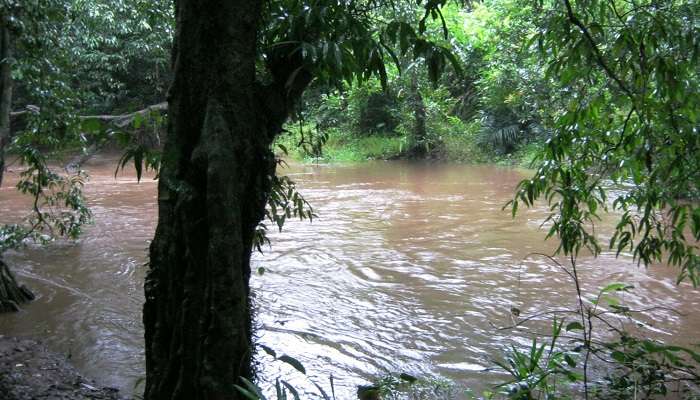 Experience Peace at the river, one of the best things to do in Pathanamthitta.