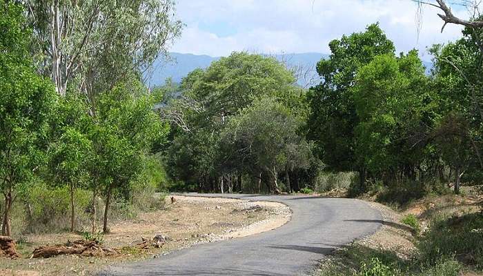  Roads inside the Chinnar Wildlife Sanctuary in Munnar