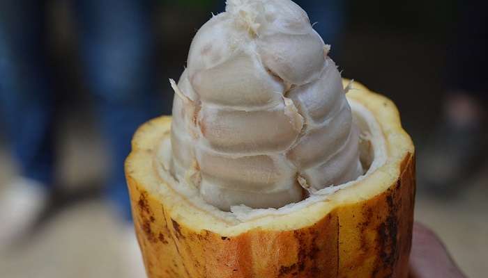 Cocoa beans in a cocoa pod