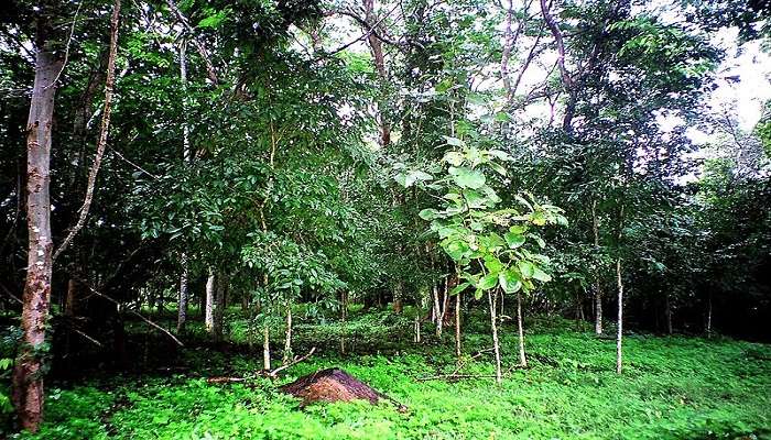 Lush green forest of Sai Yok National Park, where the Sai Yok Yai Waterfall is located. 