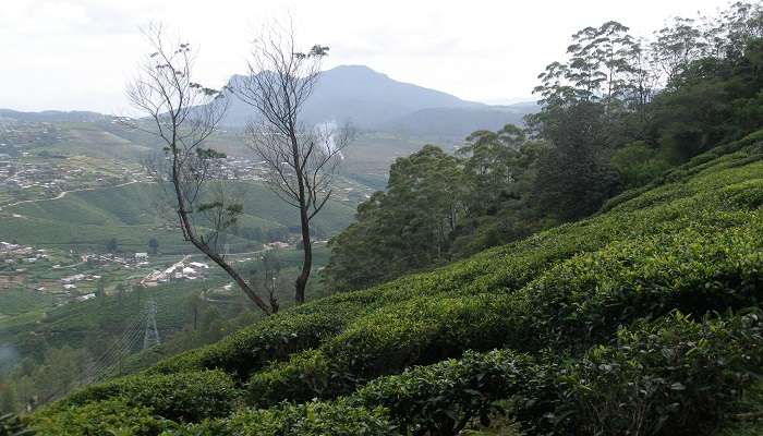Nuwara Eliya is full of majestic tea plantations