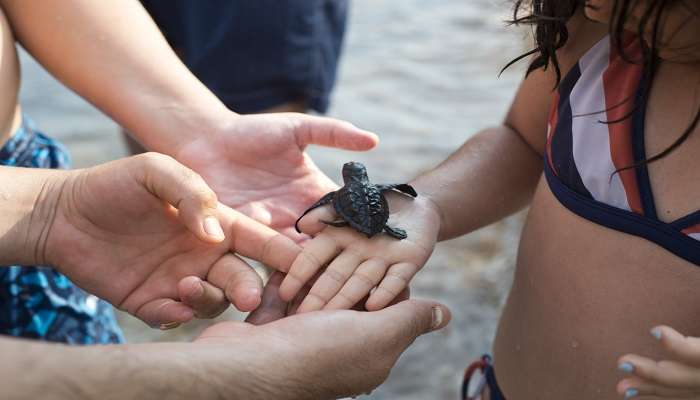  Kids watching a small turtle on thier hand