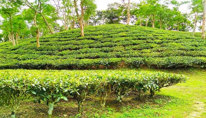 Tea plantations in Shyamkhet Tea Gardens, Bhowali.