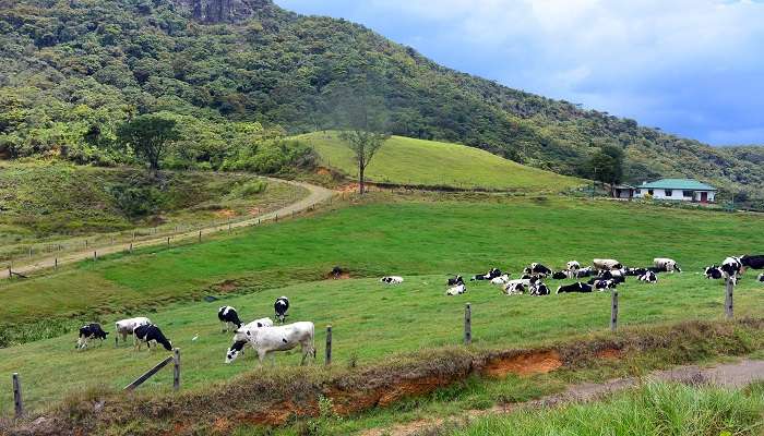 Cows grazing on Ambewela farm
