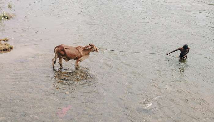  A man pulling a cow through water
