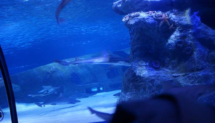 A stunning view of Antalya Aquarium