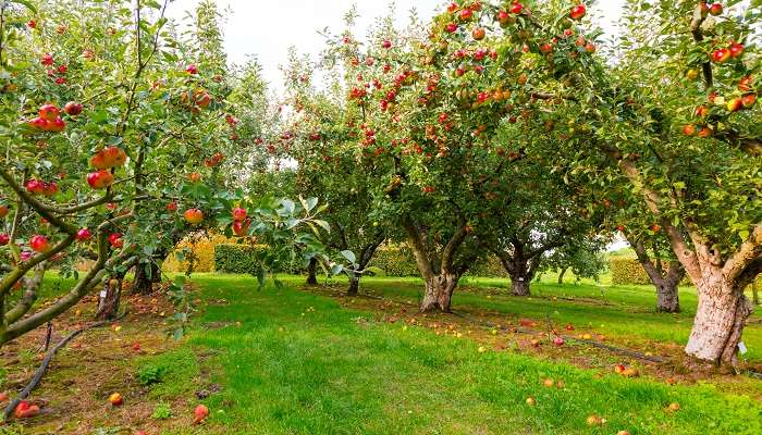 Apple Orchard of Dhanaulti
