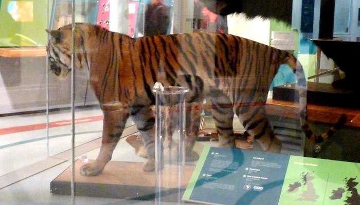 The museum showcases taxidermed animals like tiger