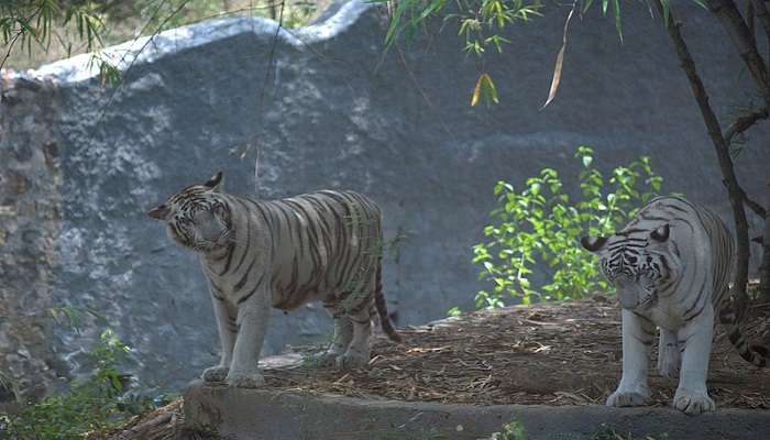 Srinagar Anna Zoological park near Hotels in thiruverkadu