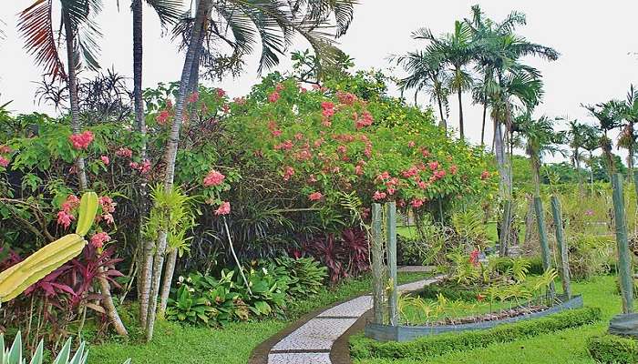 Orchid Garden in Indonesia