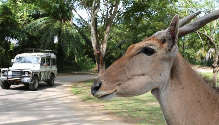 Deer At Bali Safari and Marine Park near Masceti Hindu Temple in Dalung