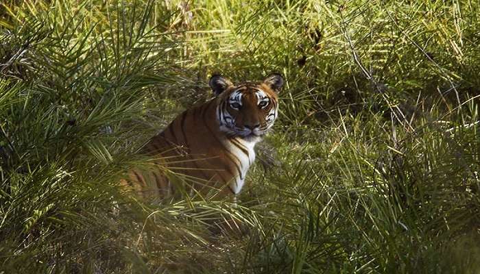See tigers at Bandipur National Park