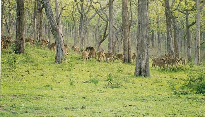 Bandipur houses a ple­nty of tigers, elephants, and othe­r wildlife.