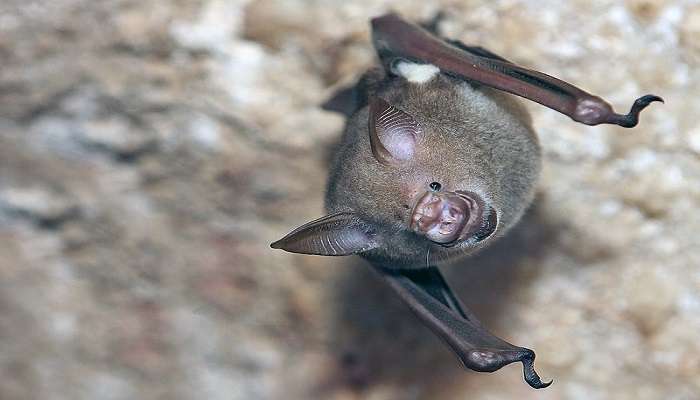 Close-up of a bat inside Battambang Bat Caves Cambodia