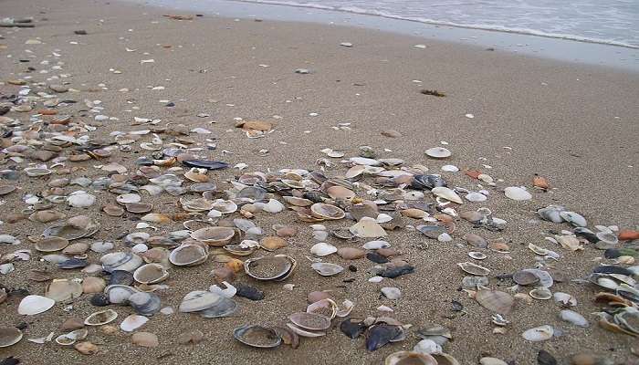 Beachcombing or shell collecting is undoubtedly, the most unique and fun activity to do at Govind Nagar beach