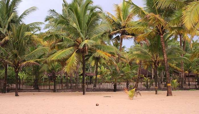 Explore Marari Beach, one of the tourist attractions near Mararikulam 