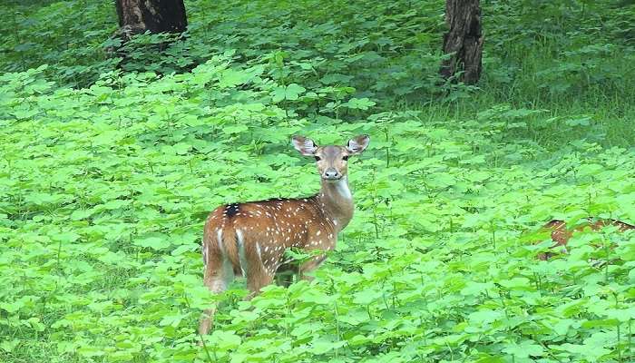  Beautiful deer at the Chinnar Wildlife Sanctuary