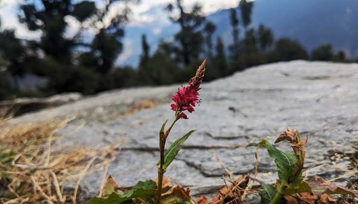 Red Flower in Uttarakhand