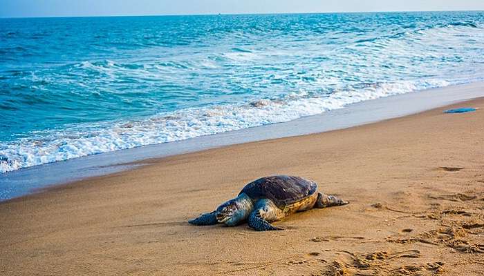 May to October is the best time to see Olive Ridley turtles