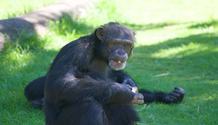 An infant Chimpanzee smiling