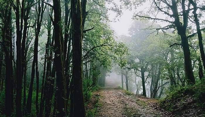  A scenic view of Binsar Wildlife Sanctuary